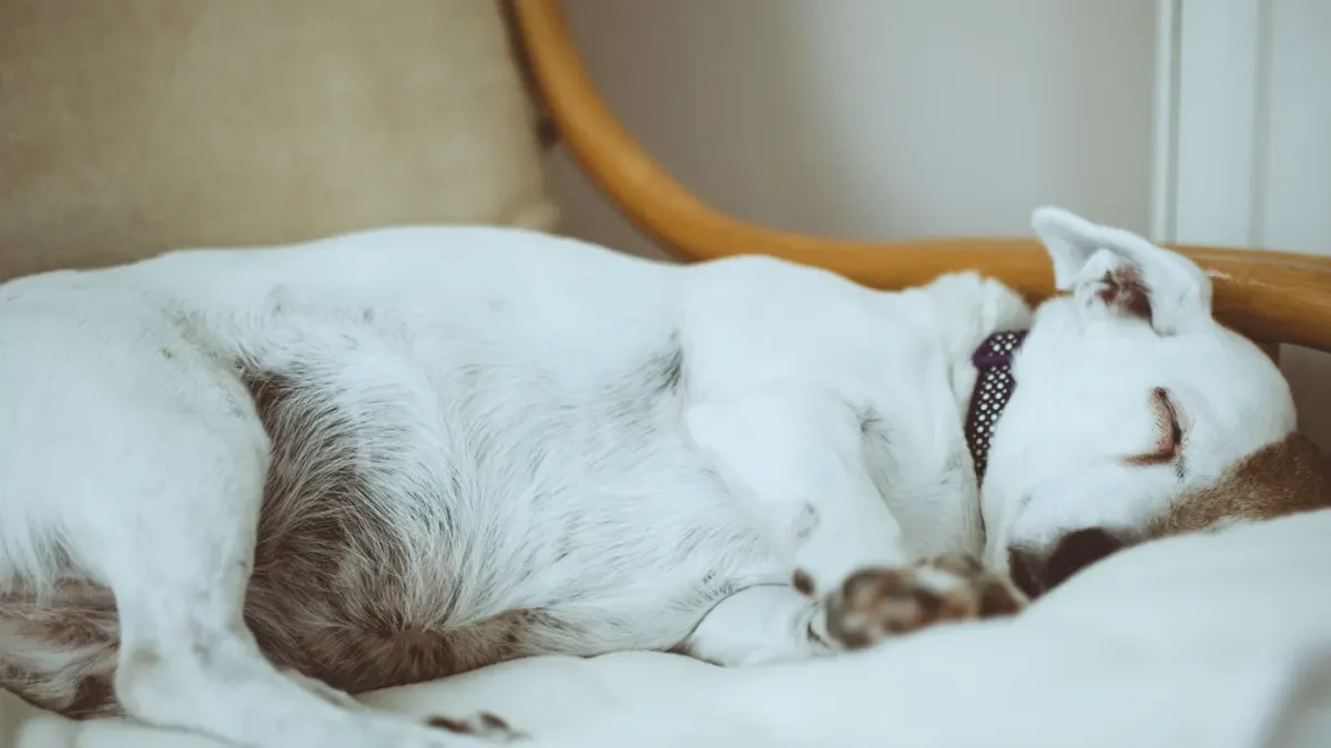 Dog resting during travel