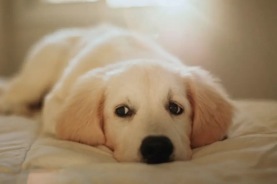 Dog resting during travel