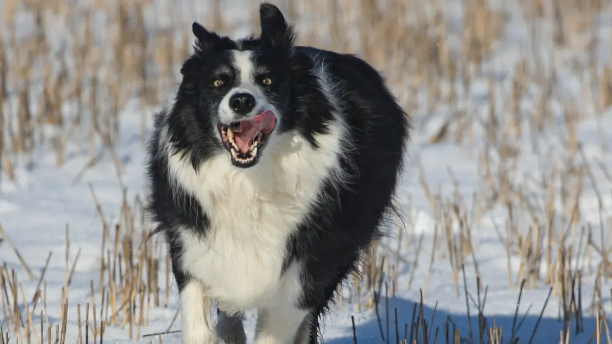 Dog running in a field