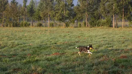 Dog running in a field