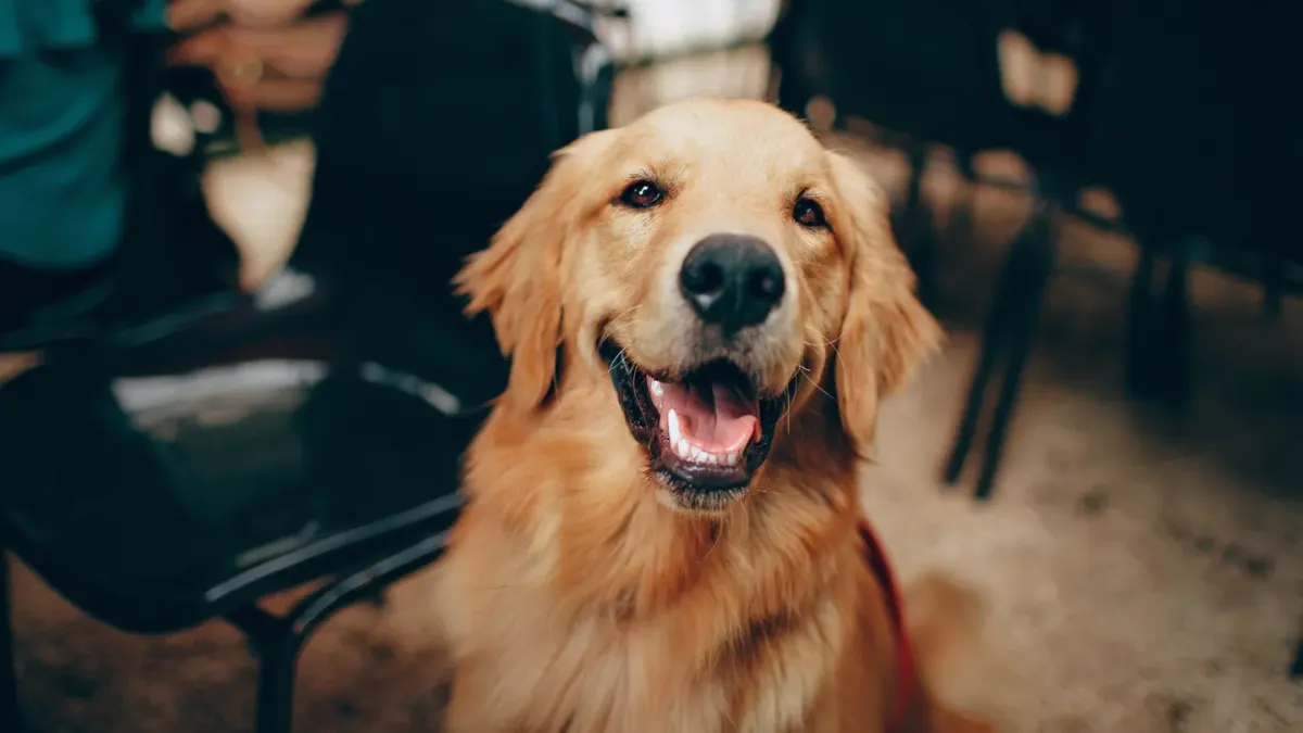 Dog sitting on a kitchen floor