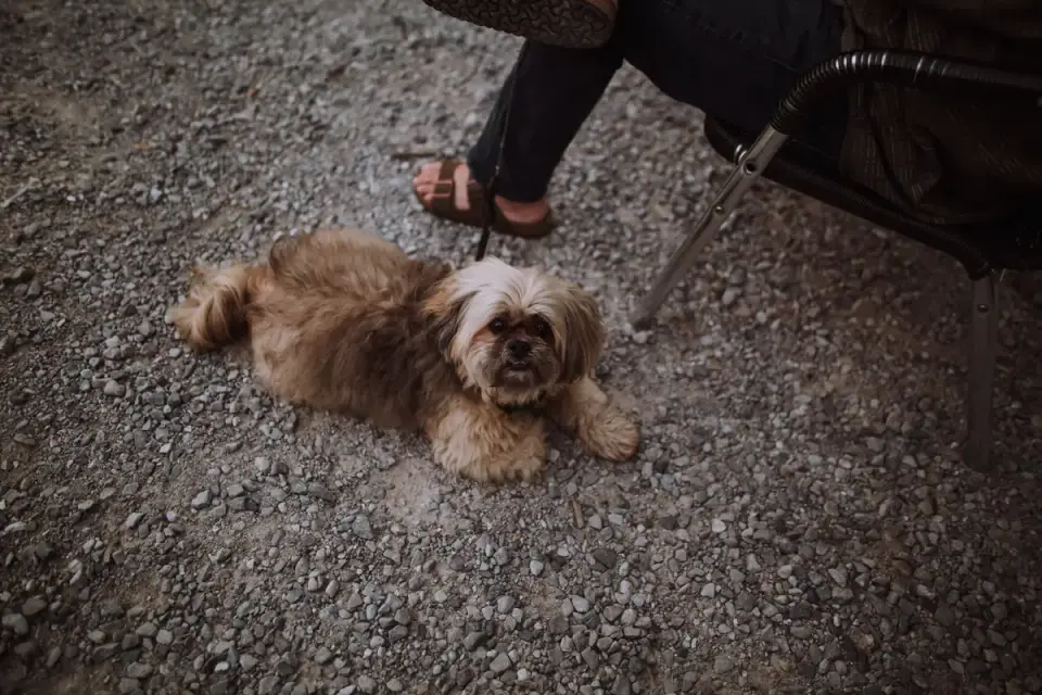 Dog sitting on a kitchen floor