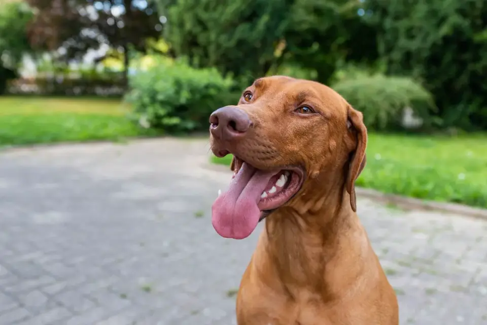 Dog sitting with an owner