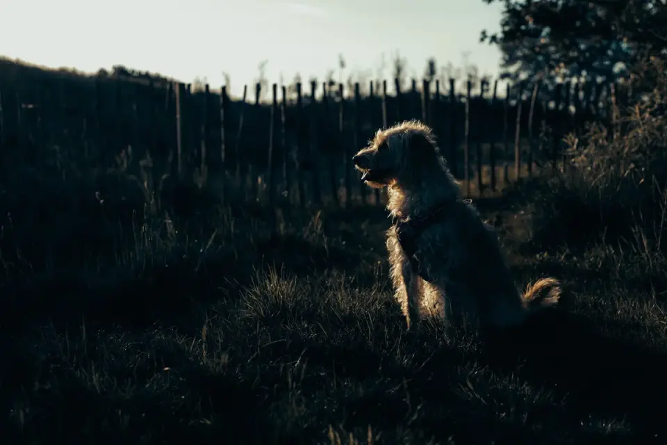Dog sitting with an owner