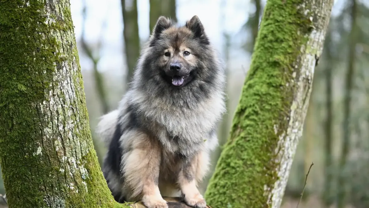 Dog sitting with an owner