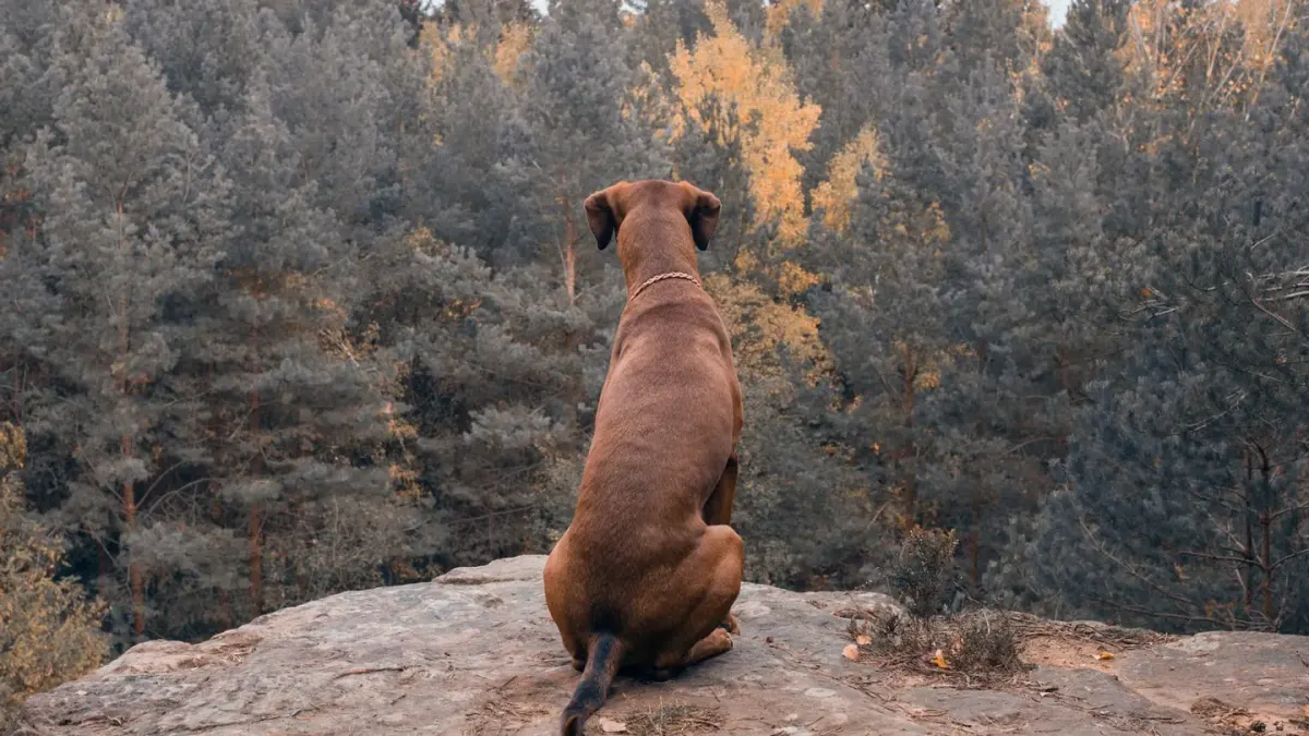 Dog sitting with an owner