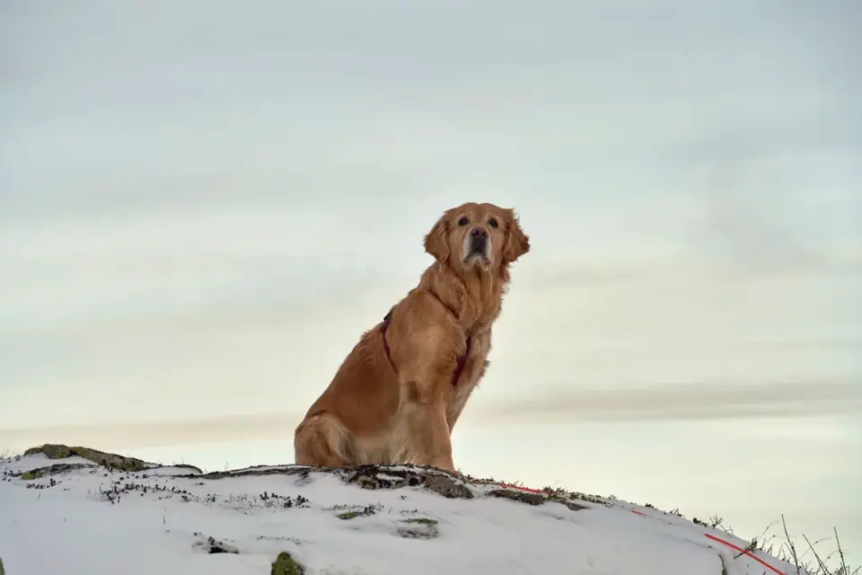Dog sitting with an owner