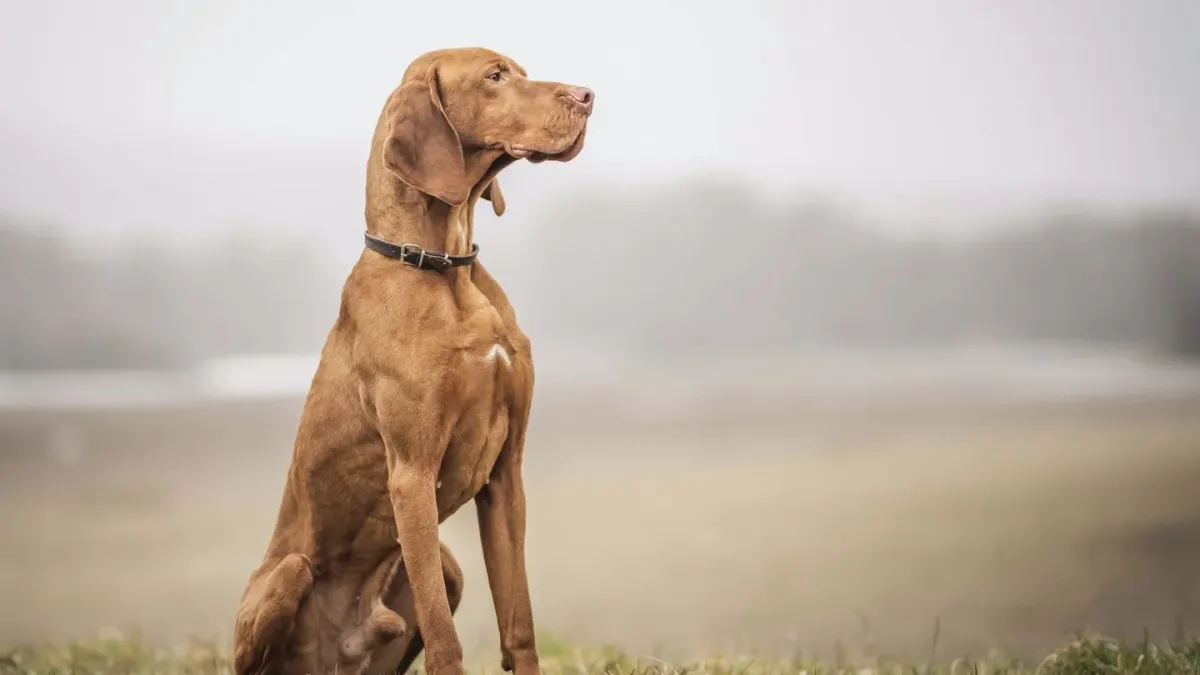 Dog sitting with an owner