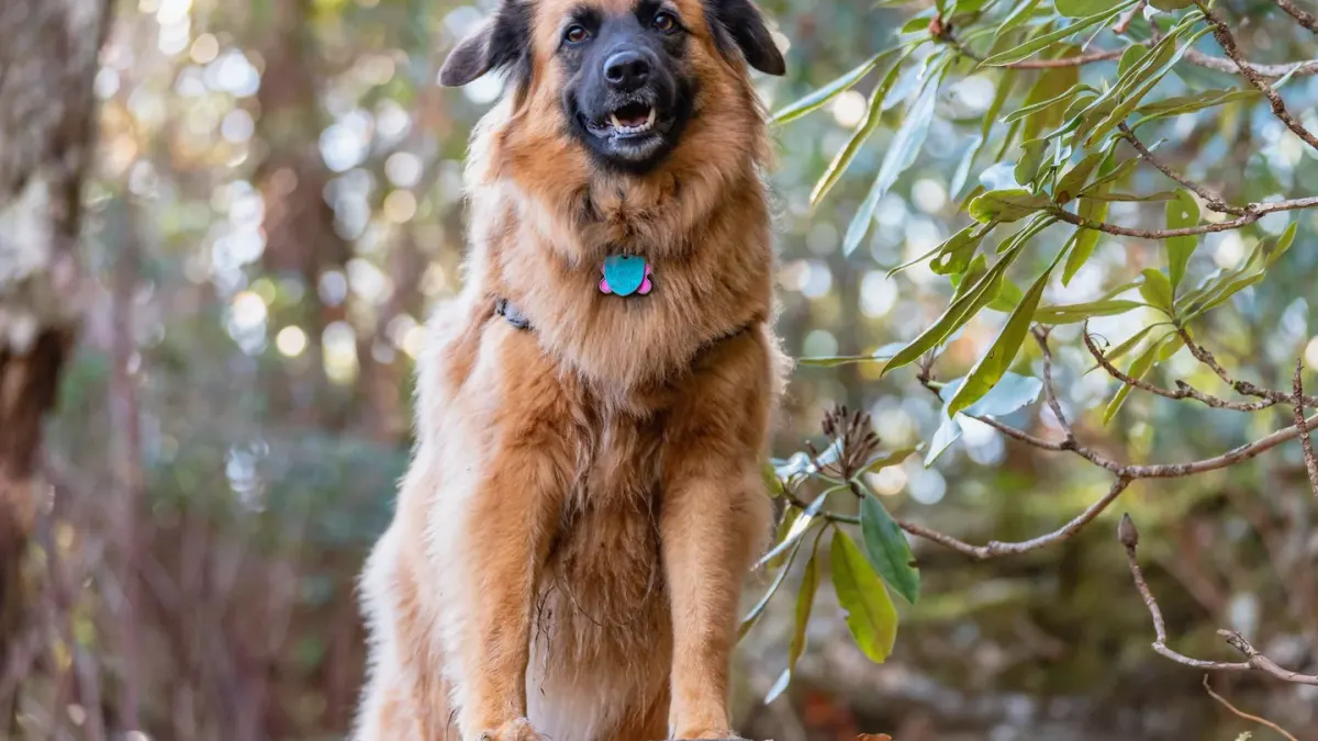 Dog sitting with an owner