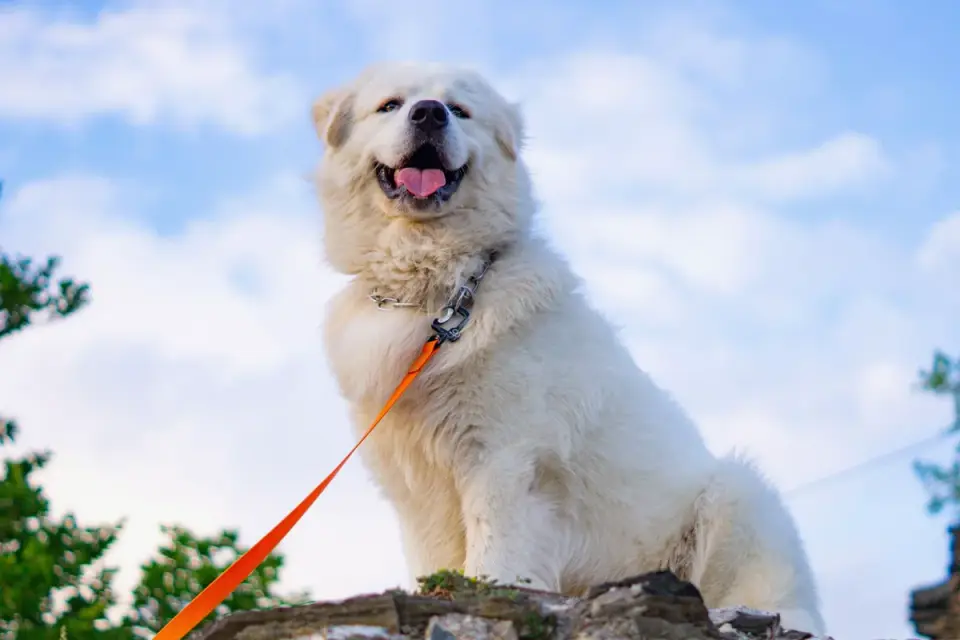 Dog sitting with an owner