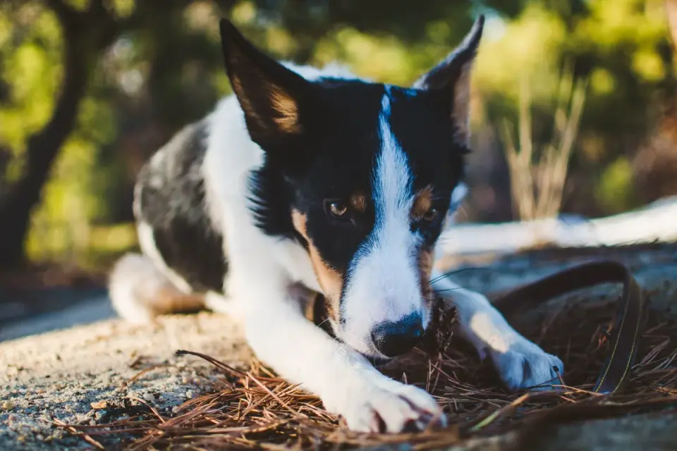 Dog sniffing along a row of upturned cups during a scent search game