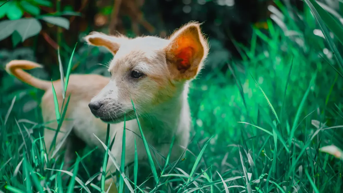 Dog sniffing grass