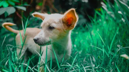Dog sniffing grass