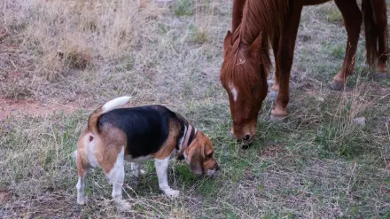 Dog sniffing grass