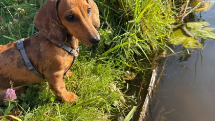 Dog sniffing grass