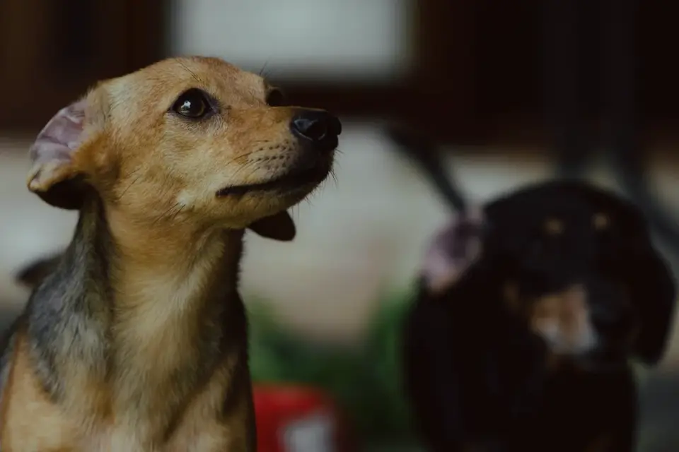 Dog standing stiffly with pinned ears, looking away from another dog