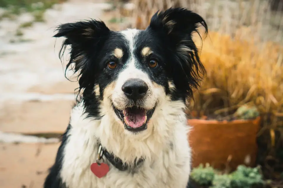 Dog tilting its head