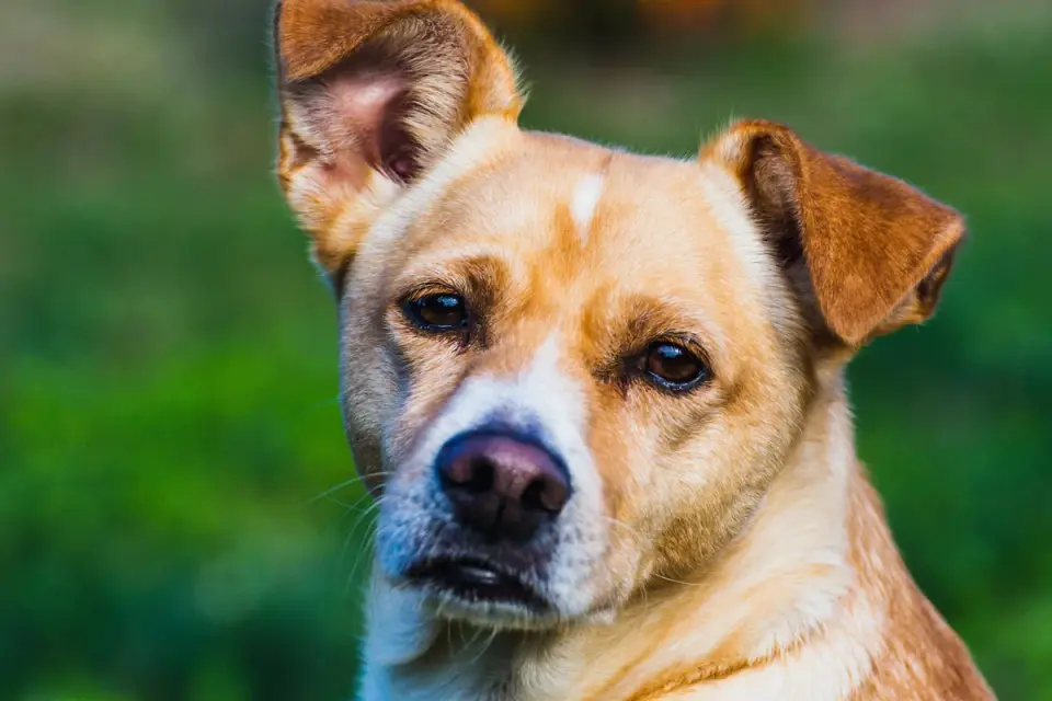 Dog tilting its head