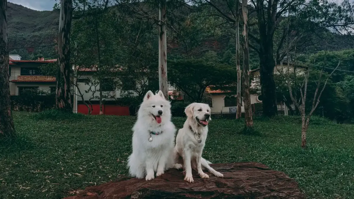 Dog training outdoors