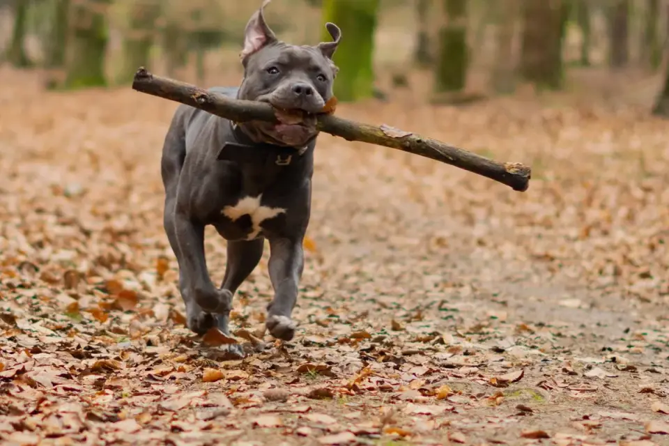 Dog training outdoors