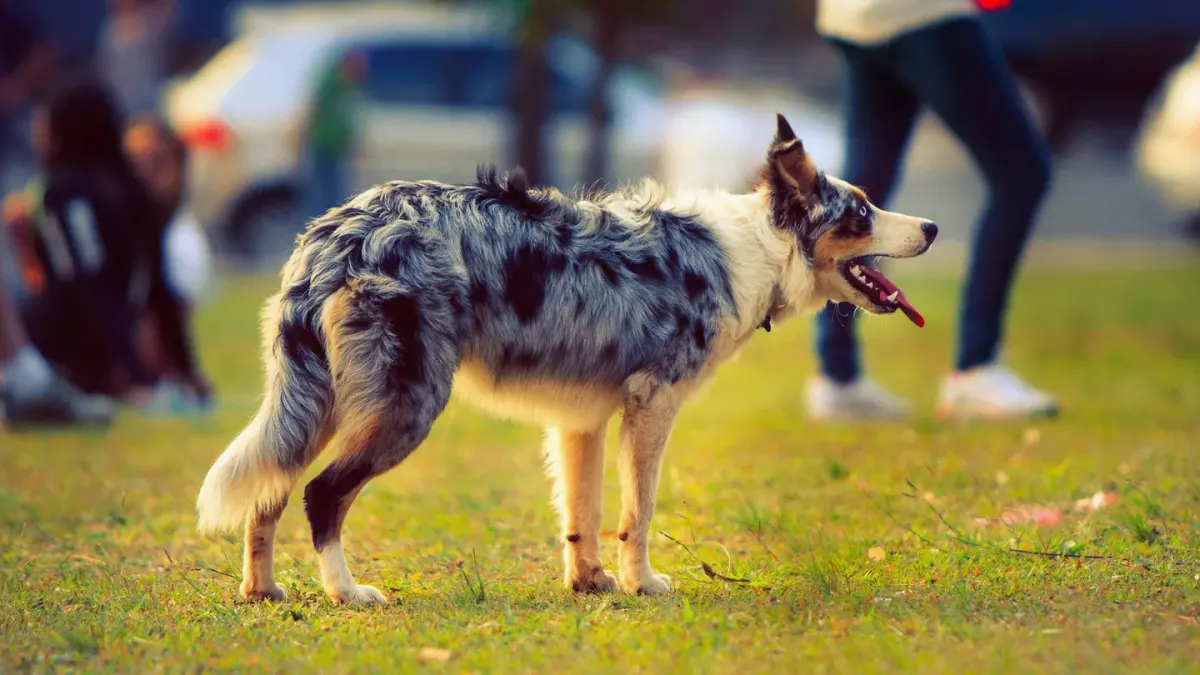 Dog training outdoors