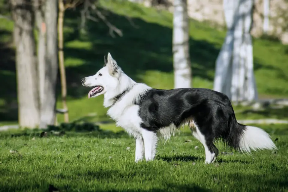 Dog training outdoors