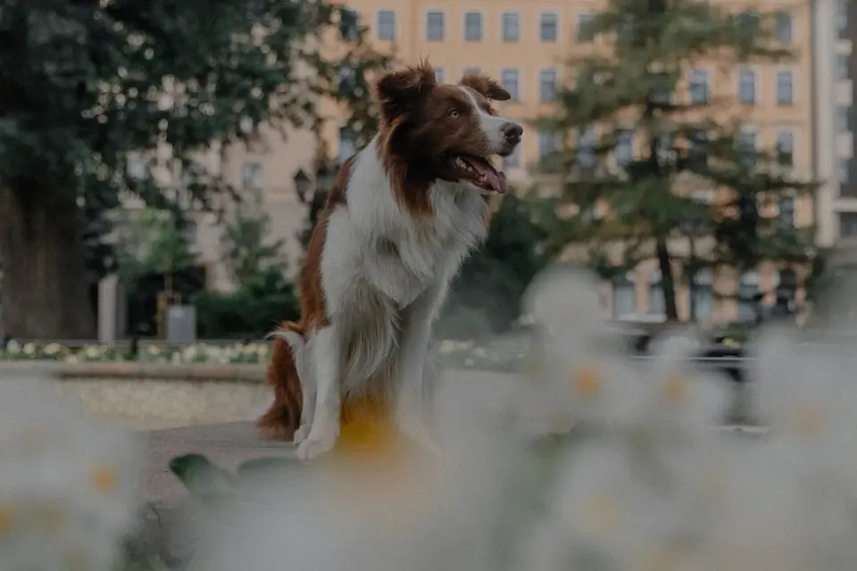 Dog training outdoors