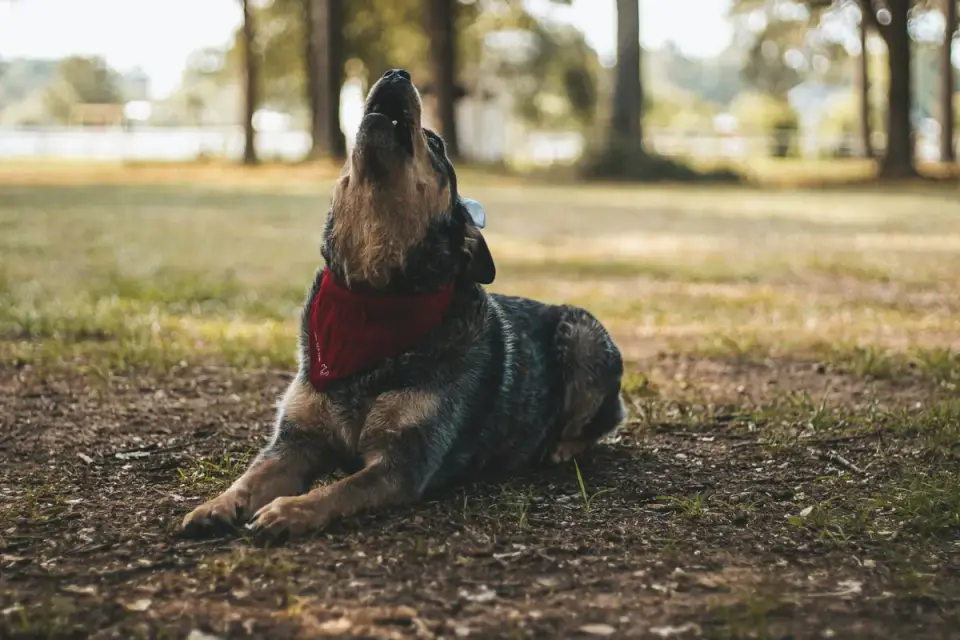 Dog training outdoors