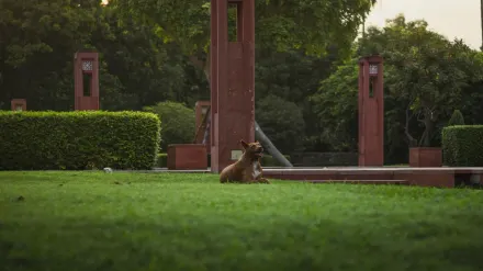 Dog training outdoors