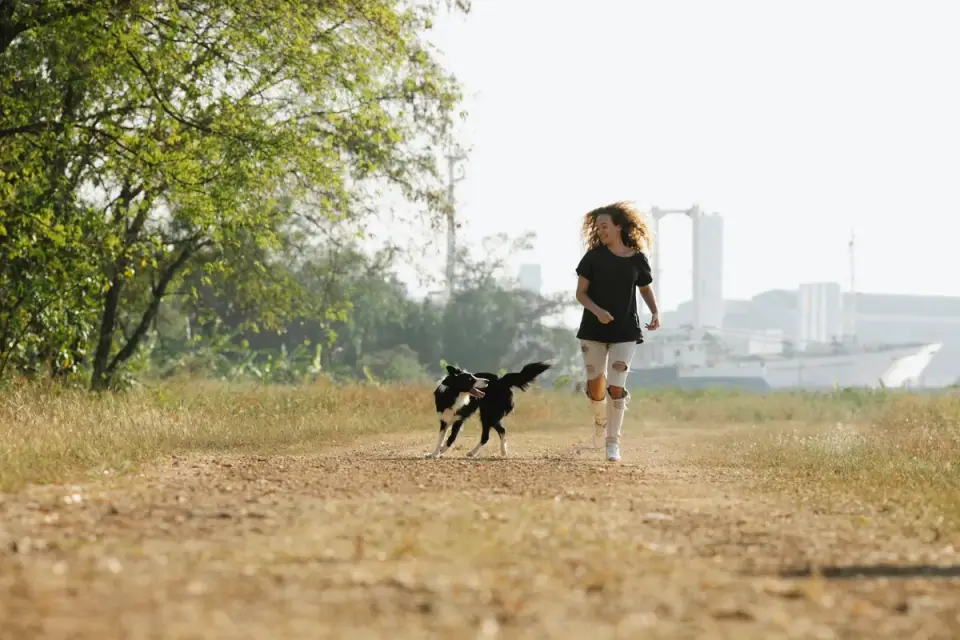 Dog traveling with an owner