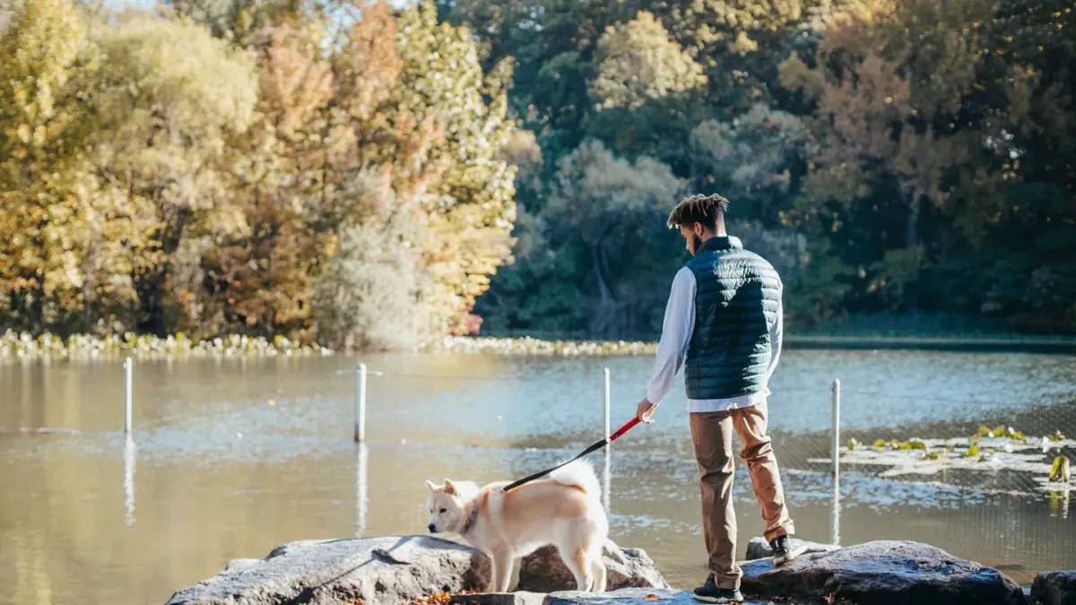 Dog traveling with an owner