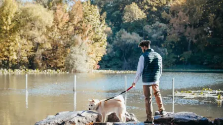 Dog traveling with an owner
