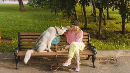 Dog traveling with an owner