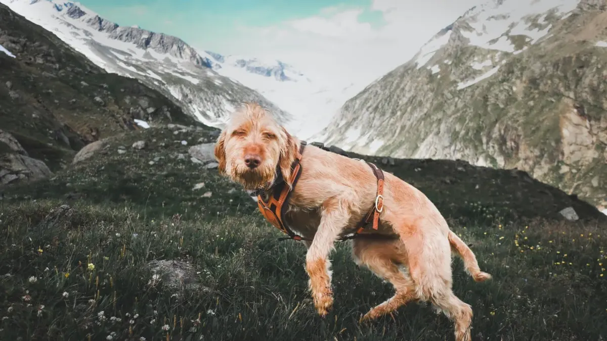 Dog traveling with an owner