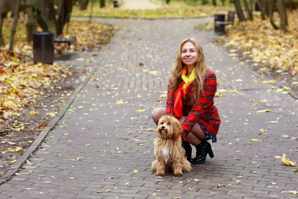 Dog traveling with an owner