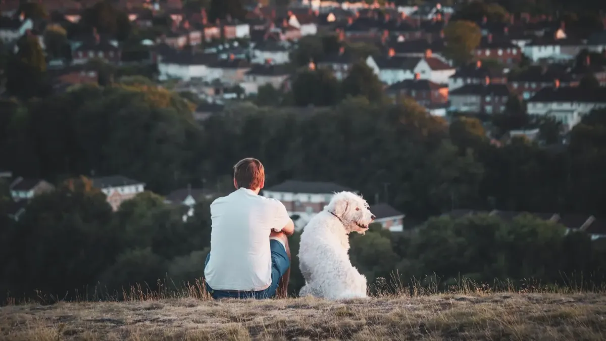 Dog traveling with an owner