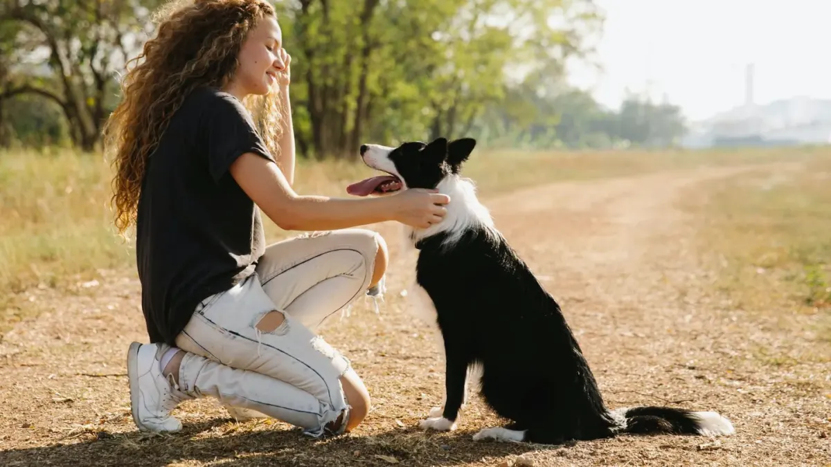 Dog traveling with an owner