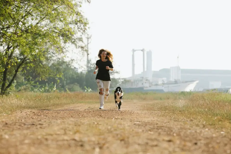 Dog traveling with an owner