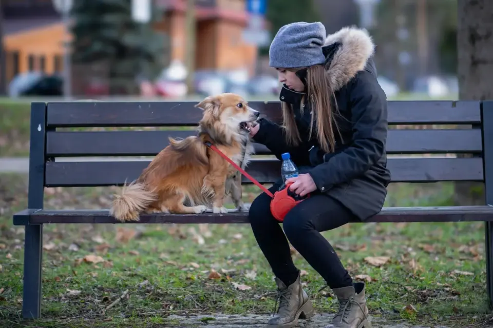 Dog traveling with an owner