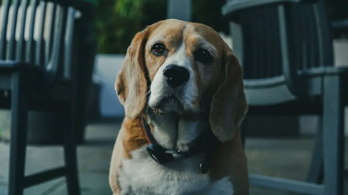 Dog waiting beside a bowl