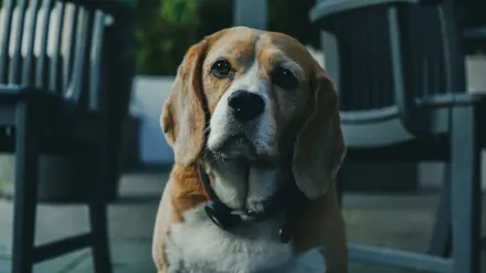 Dog waiting beside a bowl
