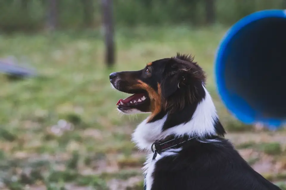 Dog waiting beside a bowl