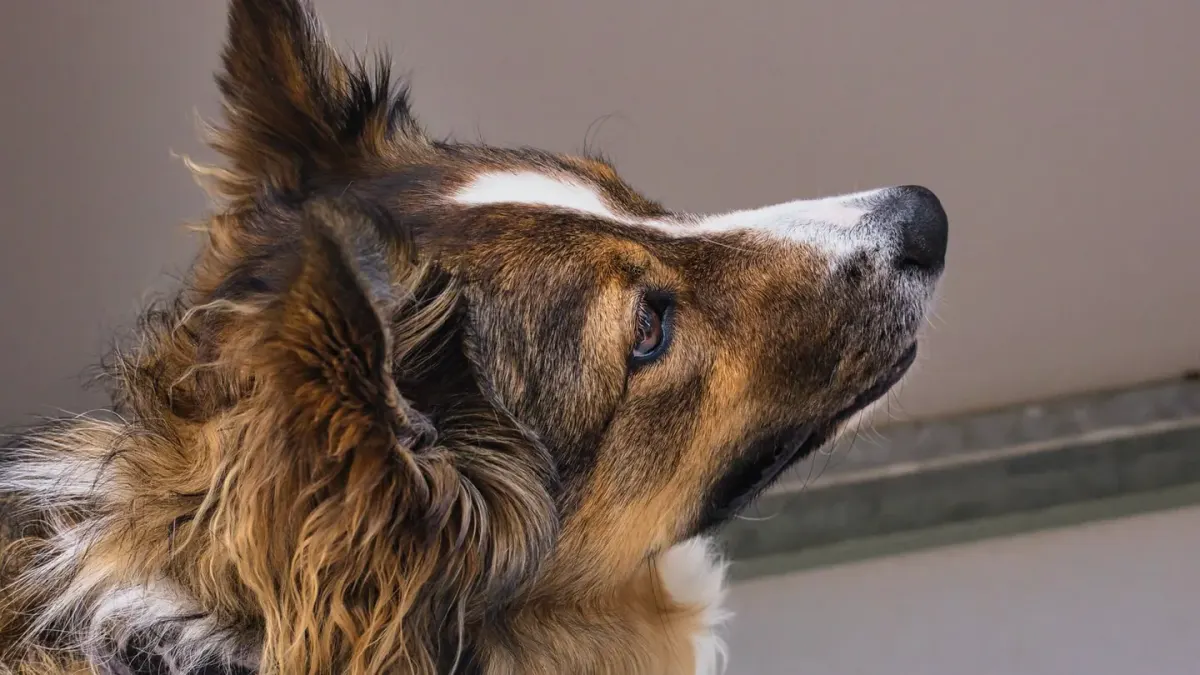 Dog waiting indoors