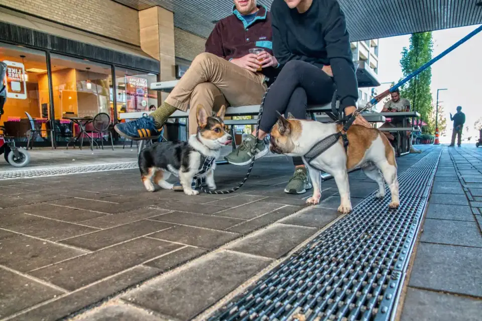 Dog walking beside an owner