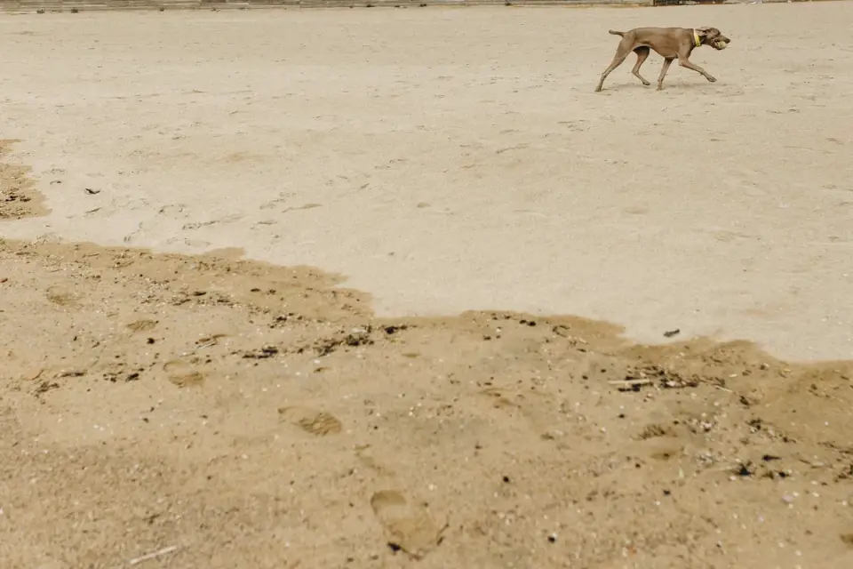 Dog walking beside an owner