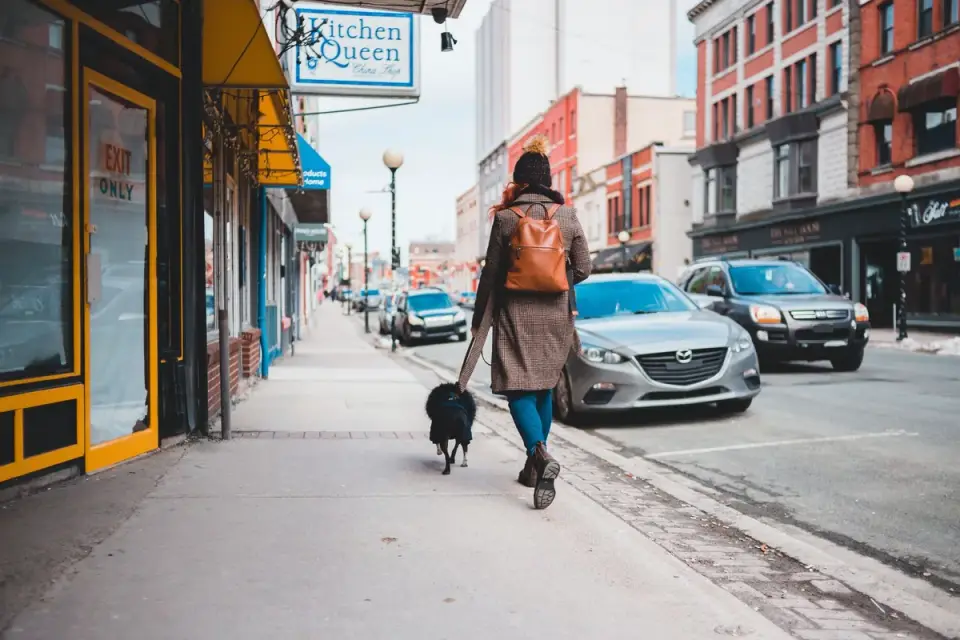 Dog walking beside an owner