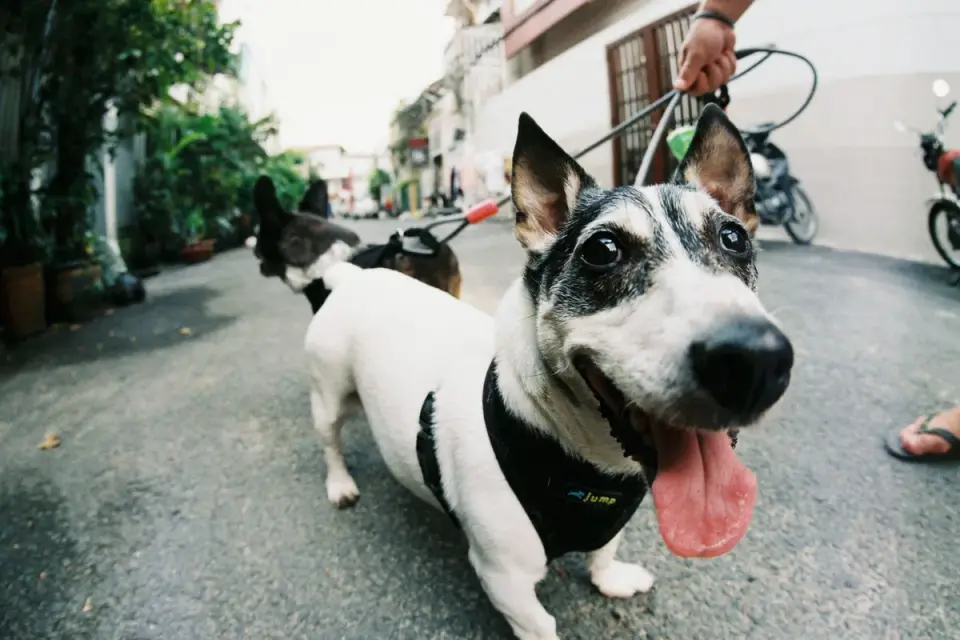 Dog walking beside an owner