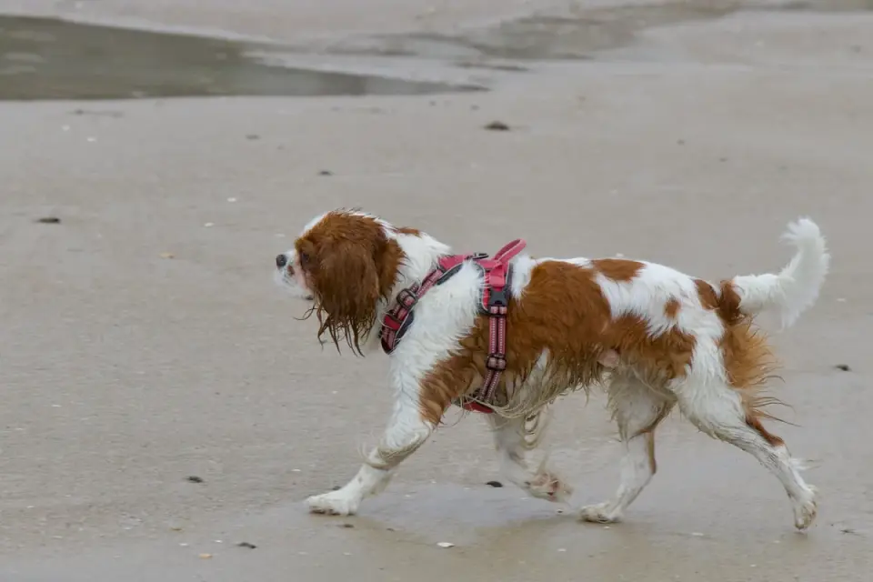 Dog walking outdoors supported by a rear-lift harness held by its owner