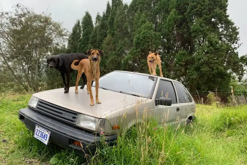 Dog walking up a ramp into the back of a car