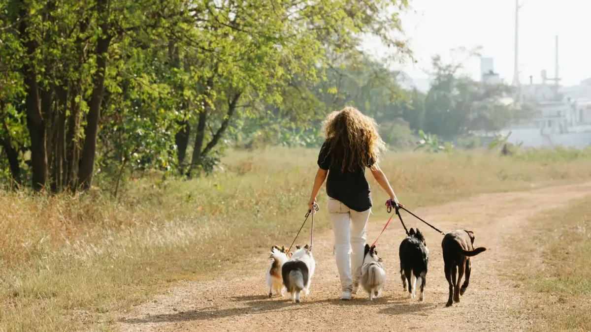 Dog walking with an owner